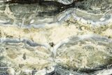 Mammoth Molar Slice With Case - South Carolina #291067-2